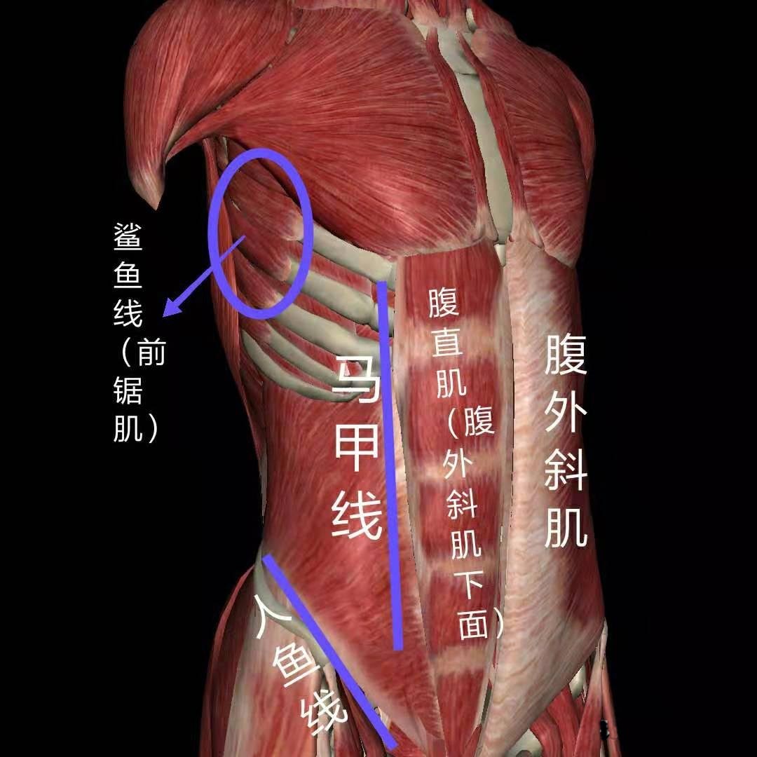 鲨鱼线人鱼线马甲线图解