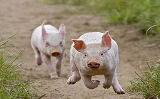 猪跑